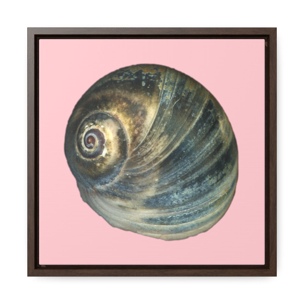 Moon Snail Shell Blue Apical | Framed Canvas | Pink Background