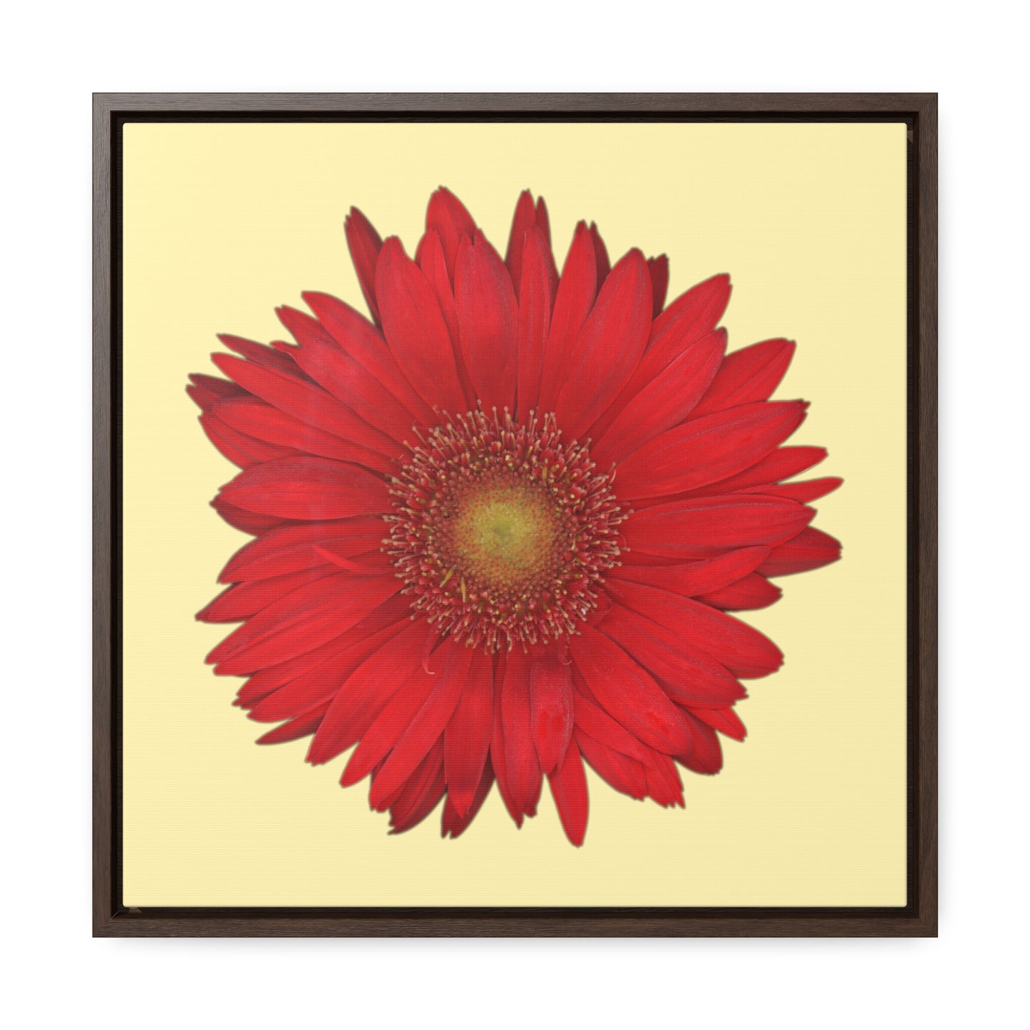 Gerbera Daisy Flower Red | Framed Canvas | Sunshine Background