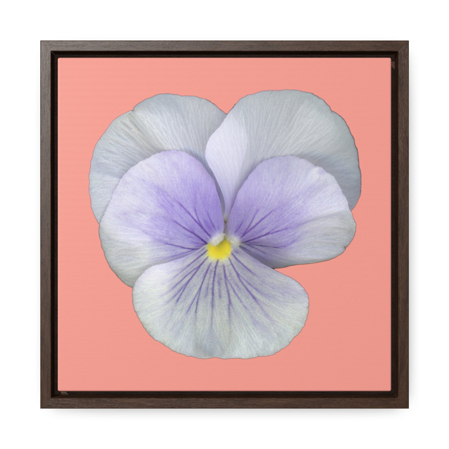 Pansy Viola Flower Lavender | Framed Canvas | Flamingo Pink Background