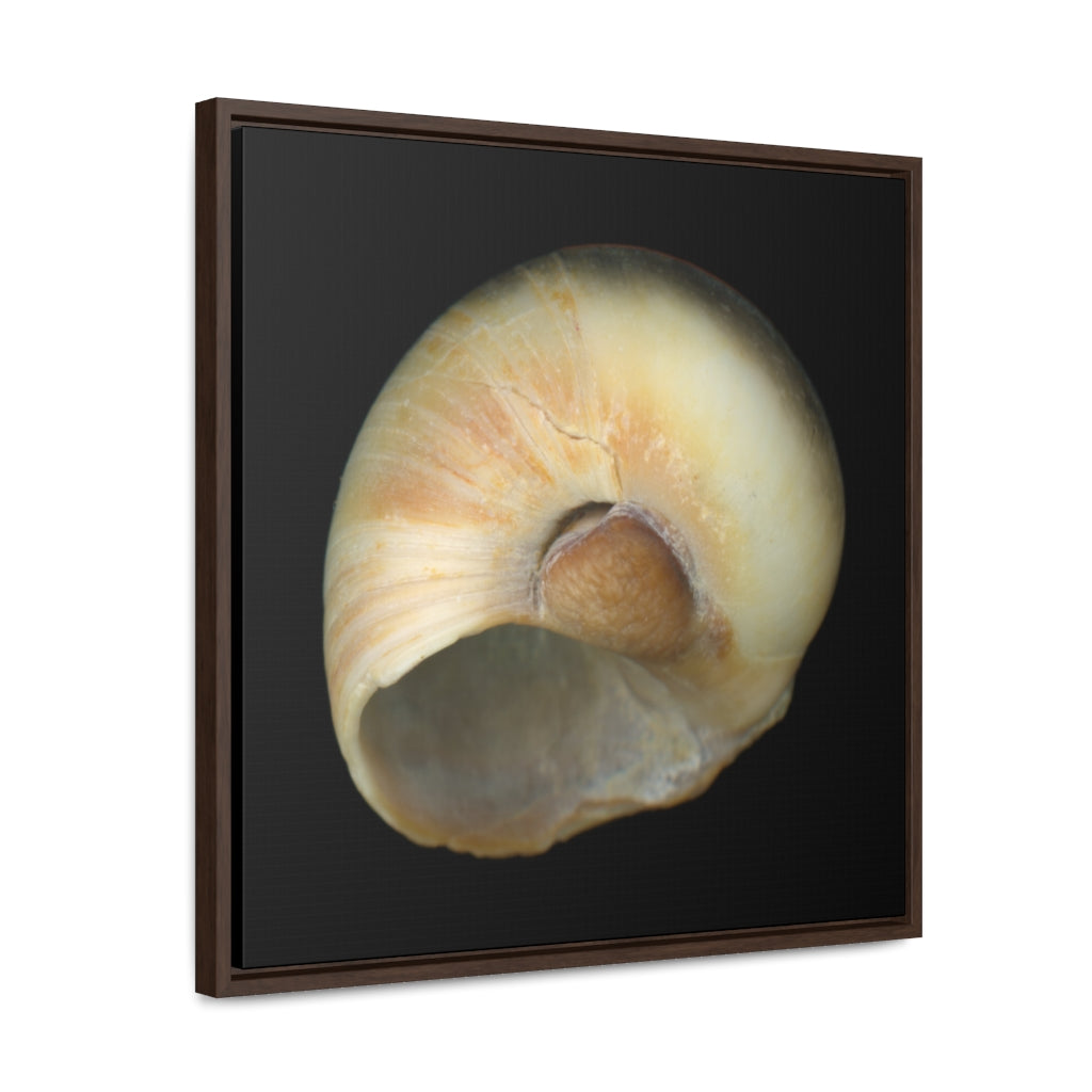 Moon Snail Shell Blue Umbilical | Framed Canvas | Black Background