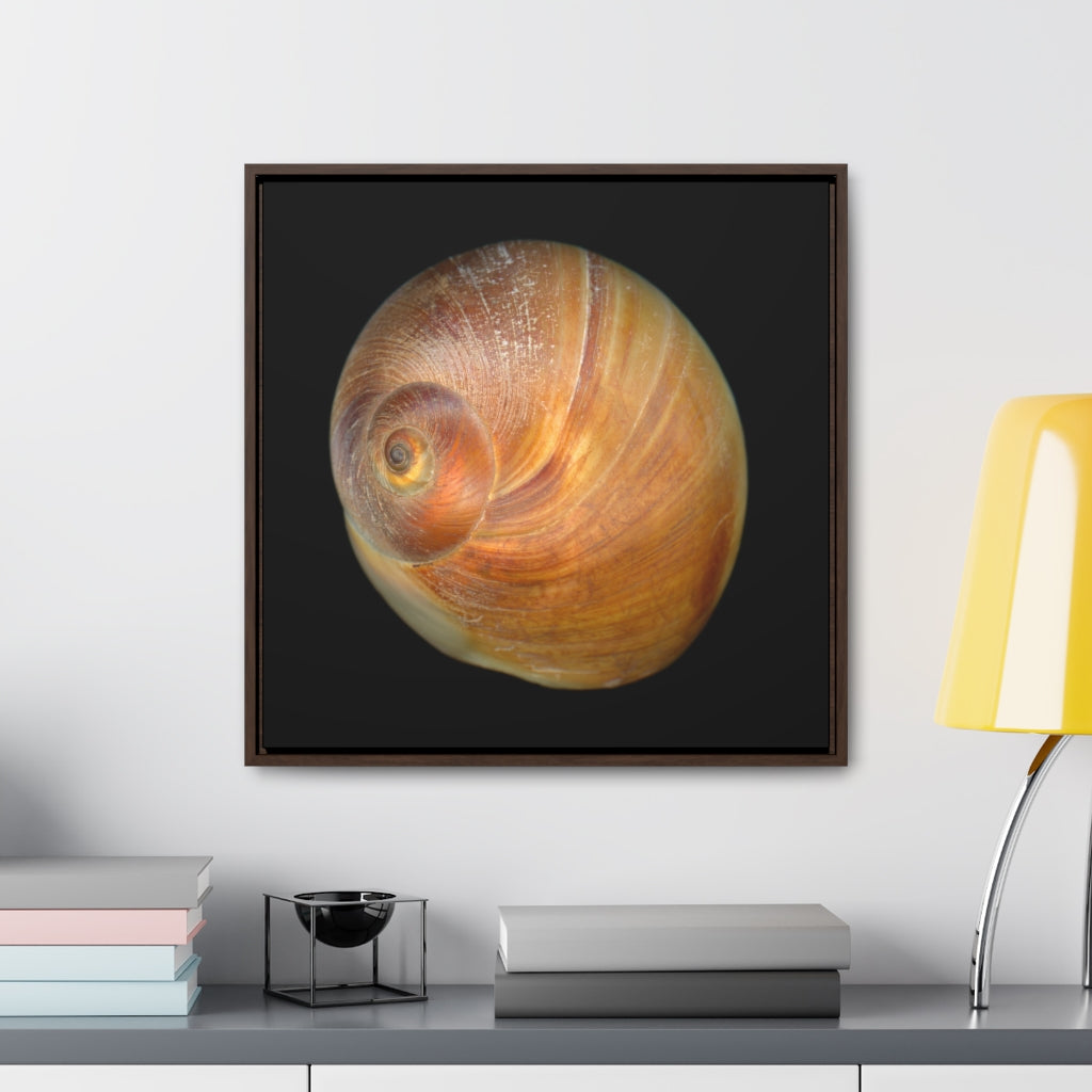 Moon Snail Shell Shark's Eye Apical | Framed Canvas | Black Background