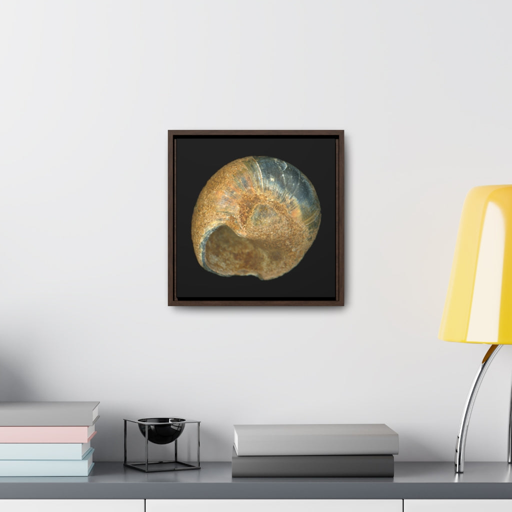 Moon Snail Shell Black & Rust Umbilical | Framed Canvas | Black Background