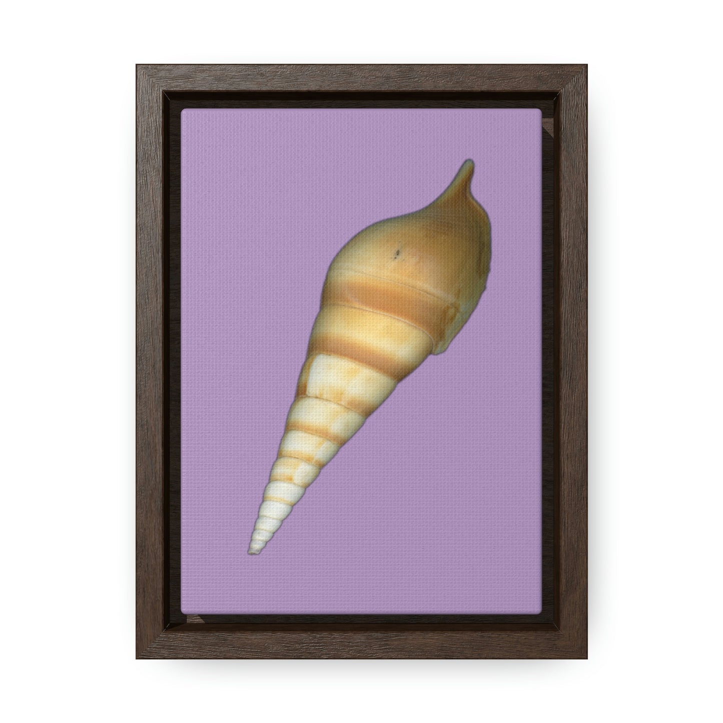 Turrid Shell Tan Dorsal | Framed Canvas | Lavender Background