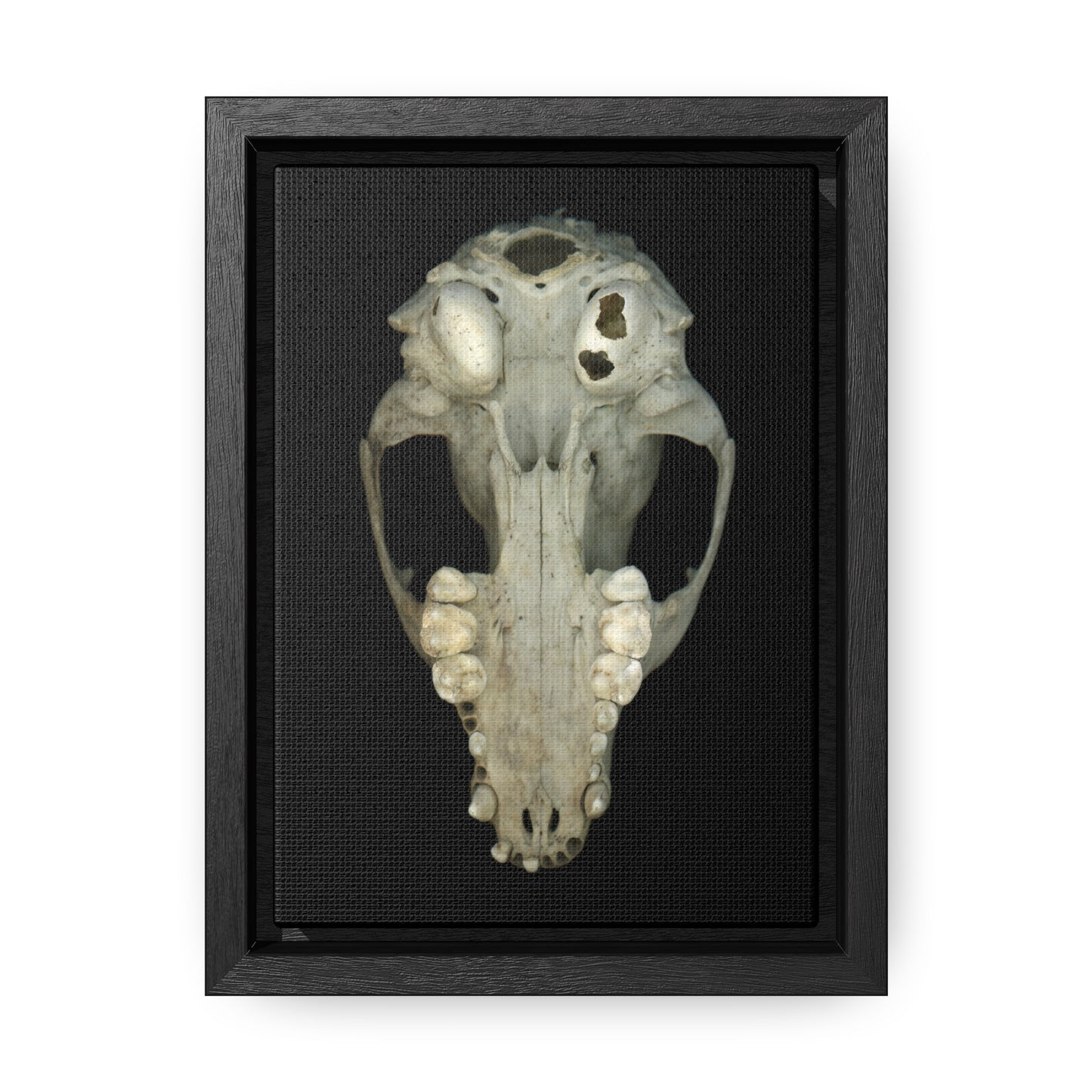 Raccoon Skull Inferior by Matteo | Framed Wrap Canvas | Black Background