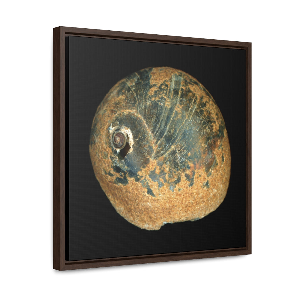 Moon Snail Shell Black & Rust Apical | Framed Canvas | Black Background