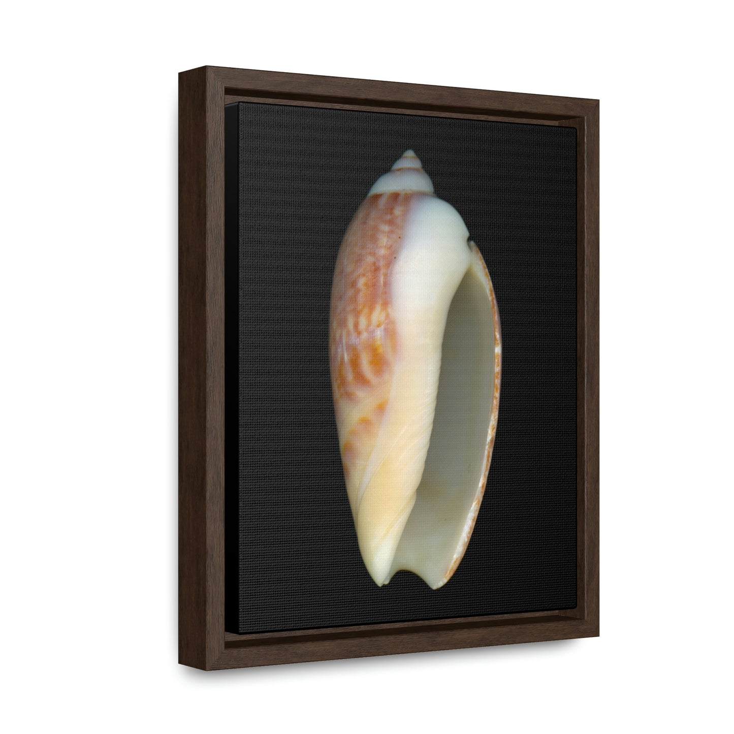 Olive Snail Shell Brown Apertural | Framed Canvas | Black Background