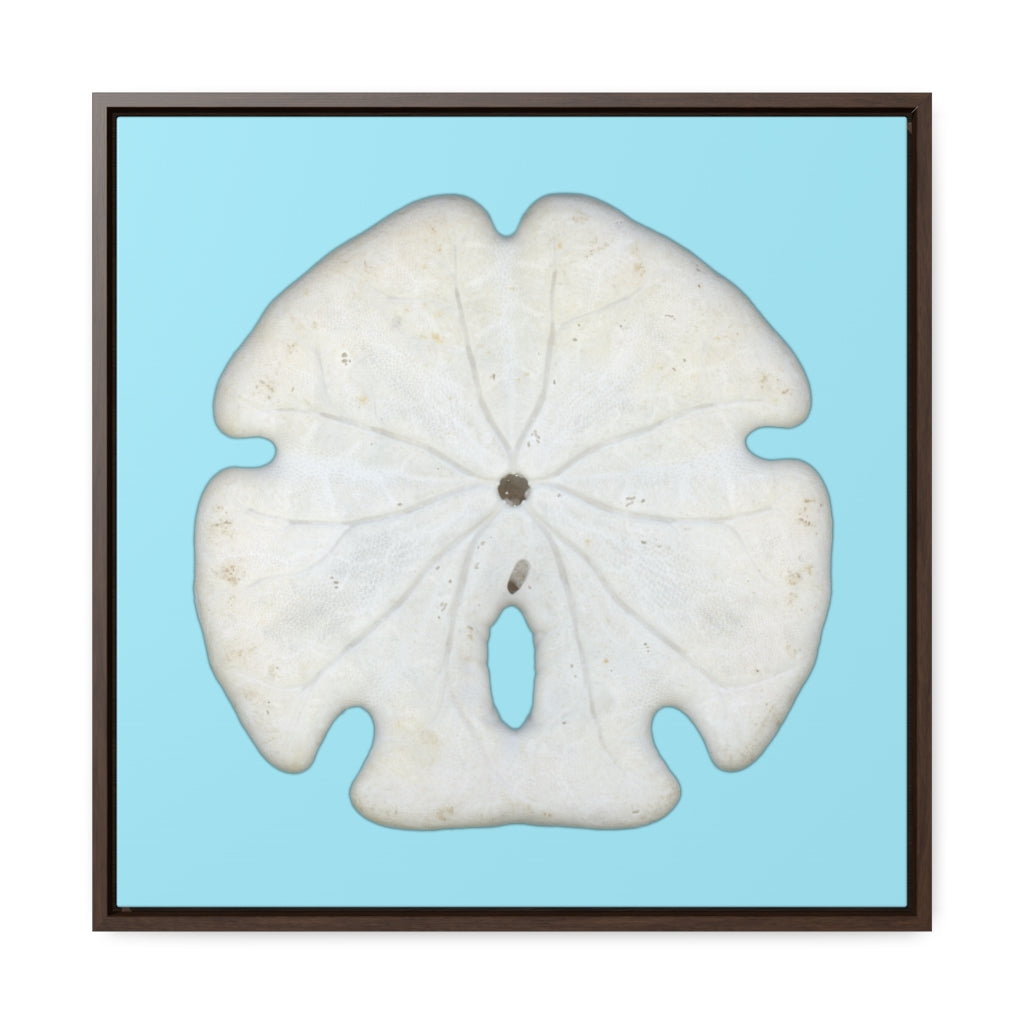 Arrowhead Sand Dollar Shell Bottom | Framed Canvas | Sky Blue Background