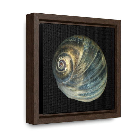 Moon Snail Shell Blue Apical | Framed Canvas | Black Background