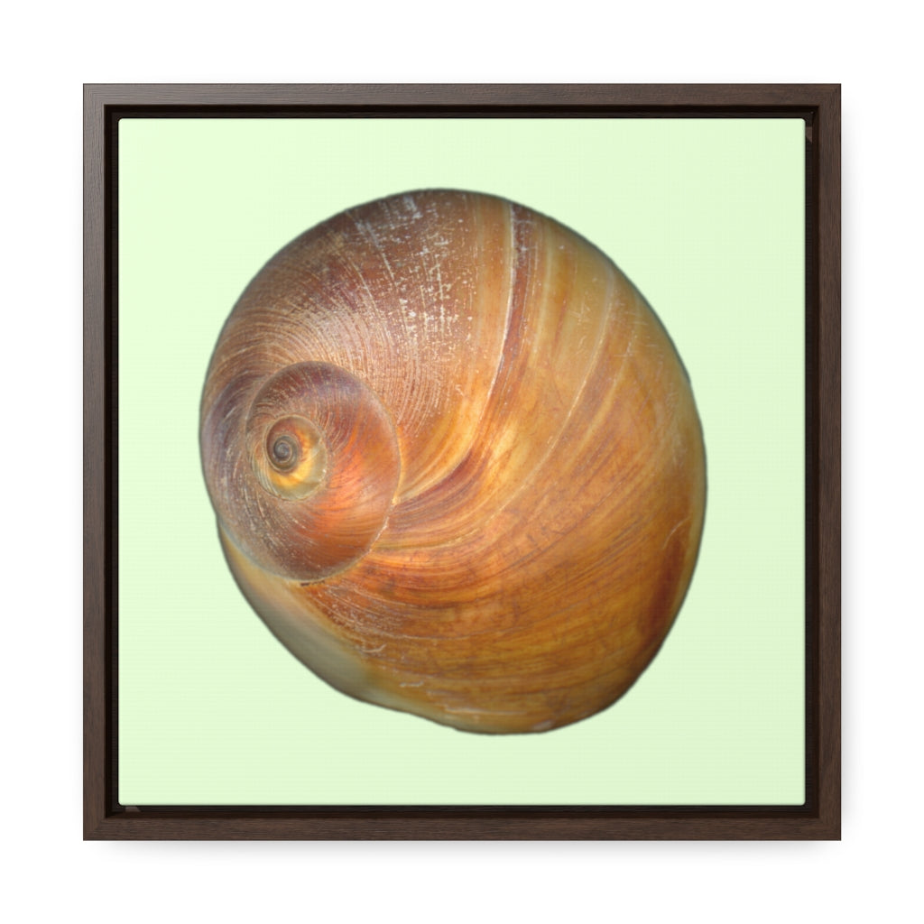 Moon Snail Shell Shark's Eye Apical | Framed Canvas | Sea Glass Background