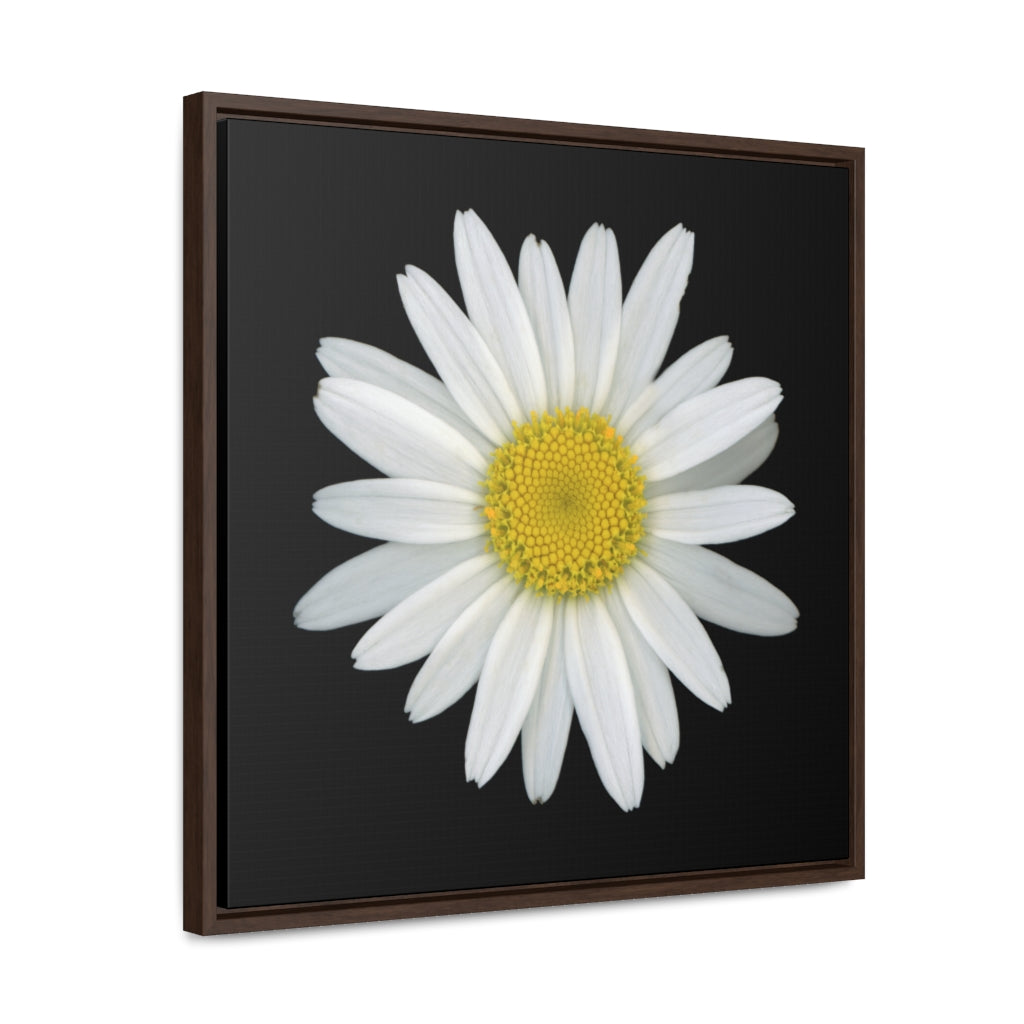 Shasta Daisy Flower White | Framed Canvas | Black Background