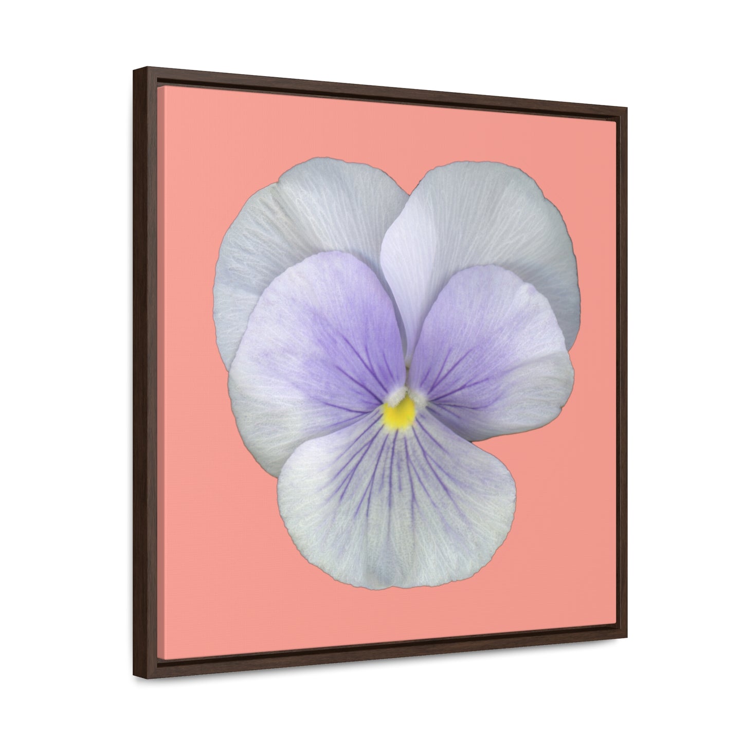 Pansy Viola Flower Lavender | Framed Canvas | Flamingo Pink Background