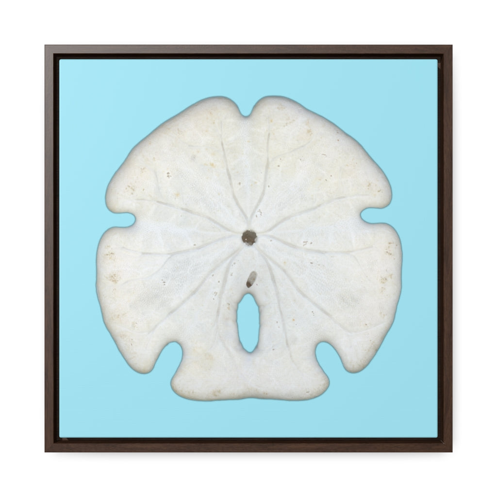 Arrowhead Sand Dollar Shell Bottom | Framed Canvas | Sky Blue Background