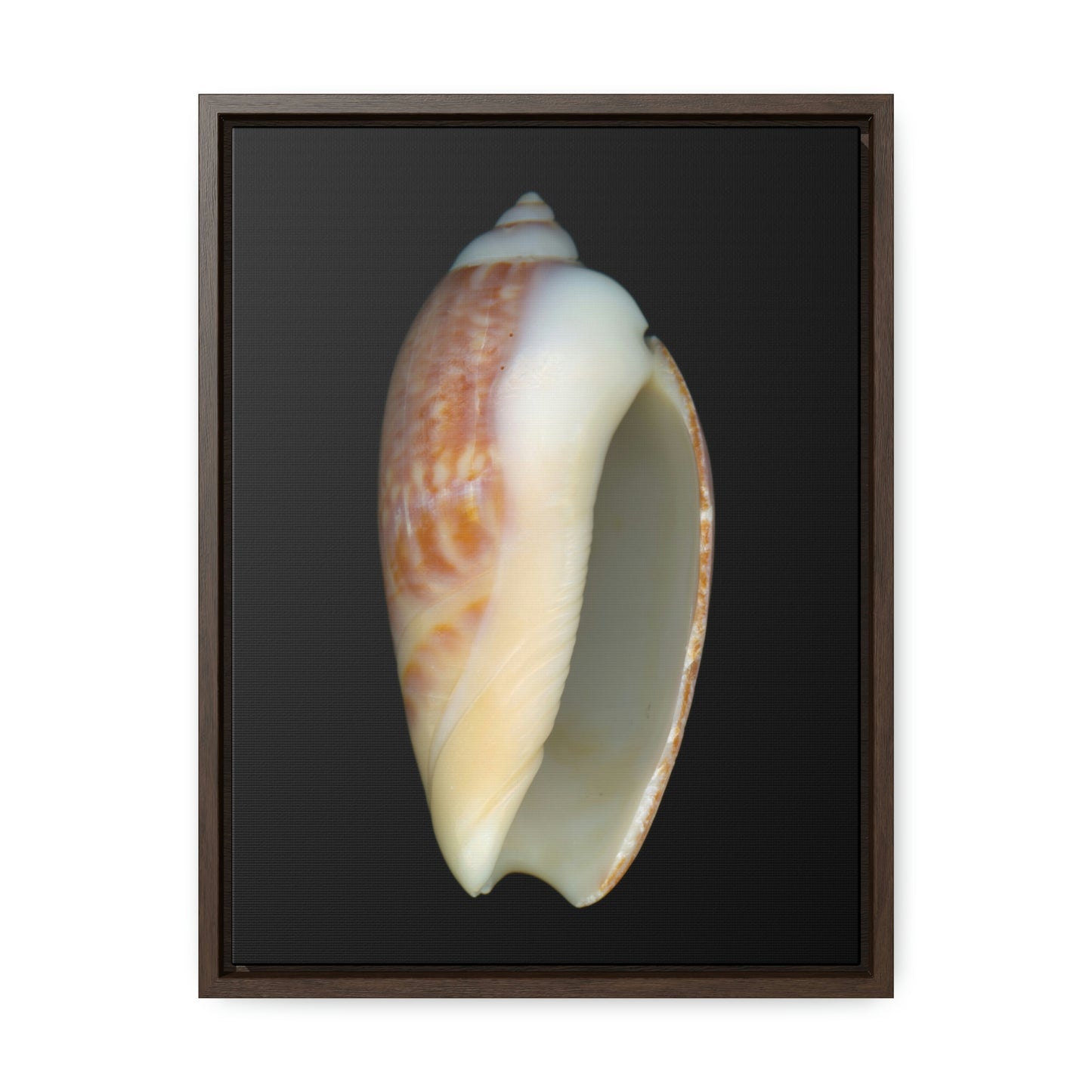 Olive Snail Shell Brown Apertural | Framed Canvas | Black Background