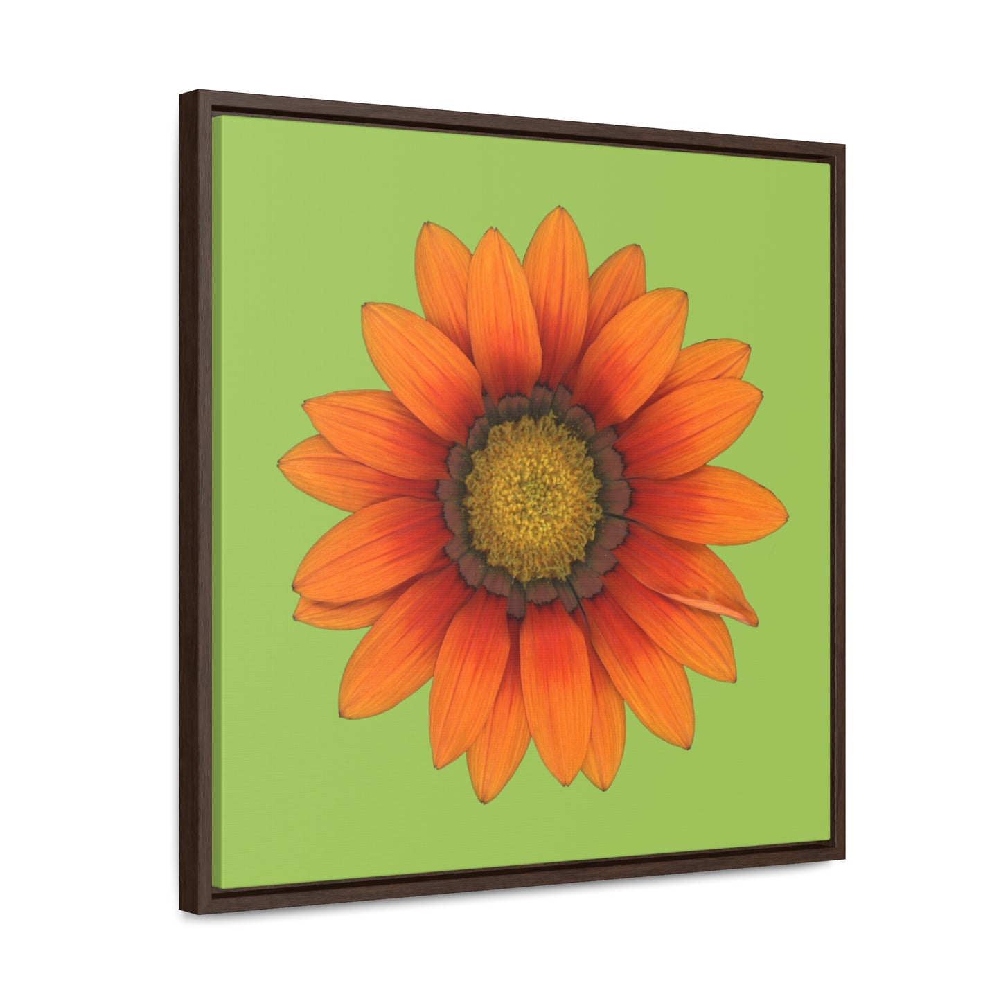 Gazania Flower Orange | Framed Canvas | Pistachio Green Background