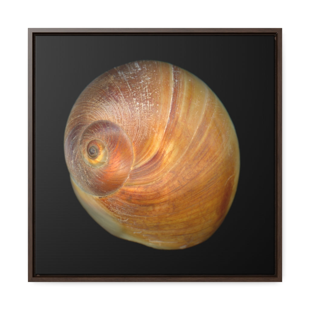 Moon Snail Shell Shark's Eye Apical | Framed Canvas | Black Background