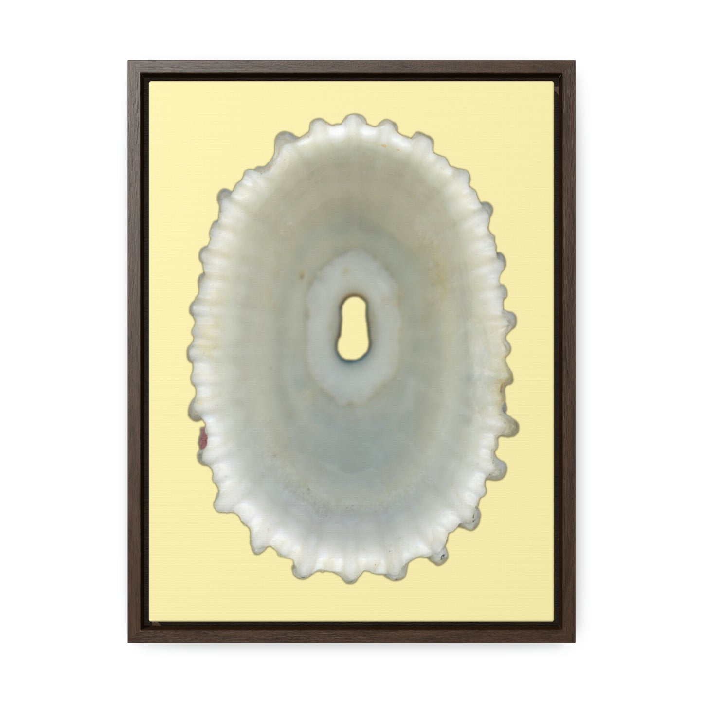 Keyhole Limpet Shell White Interior | Framed Canvas | Sunshine Background