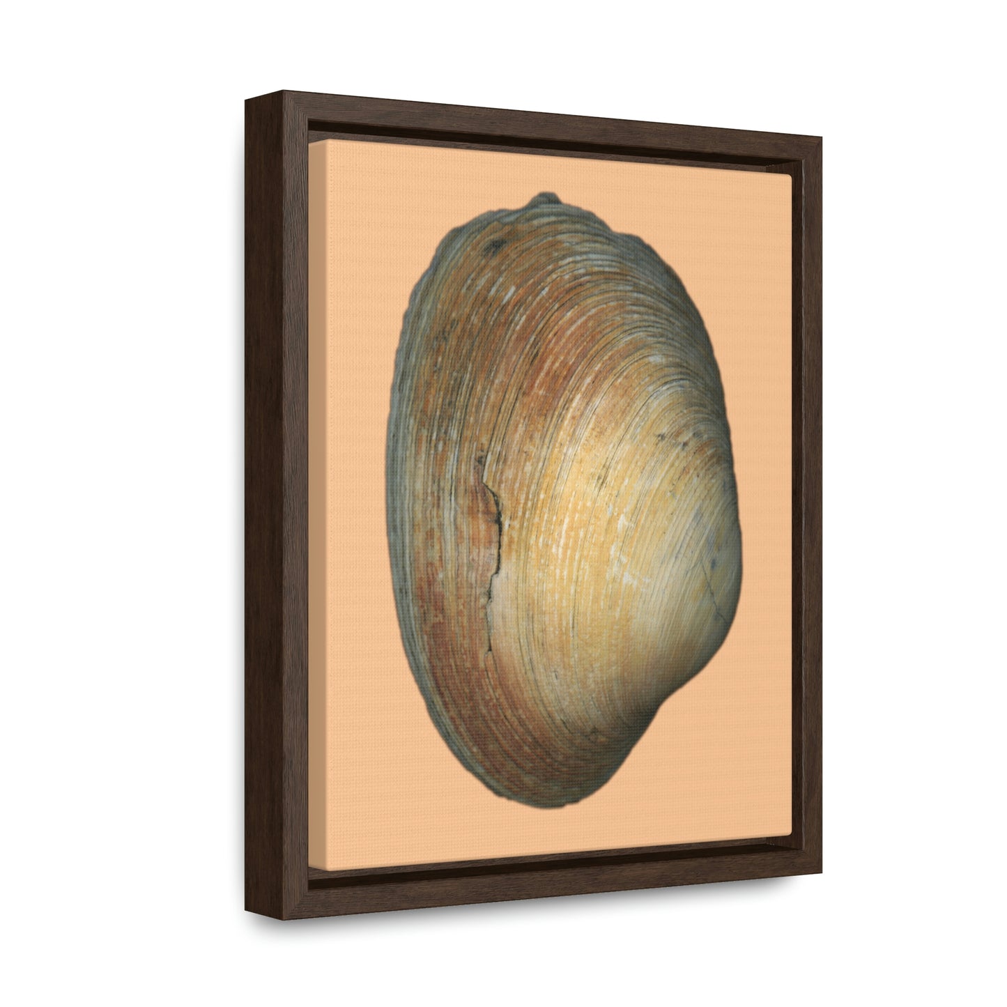 Quahog Clam Shell Purple Right Exterior | Framed Canvas | Desert Tan Background