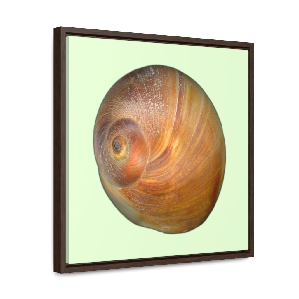 Moon Snail Shell Shark's Eye Apical | Framed Canvas | Sea Glass Background