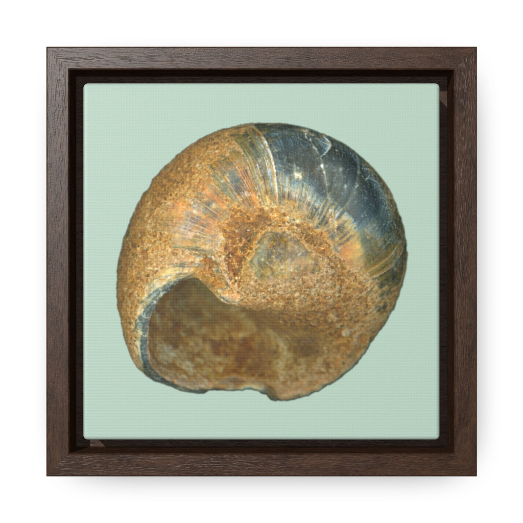 Moon Snail Shell Black & Rust Umbilical | Framed Canvas | Sage Background