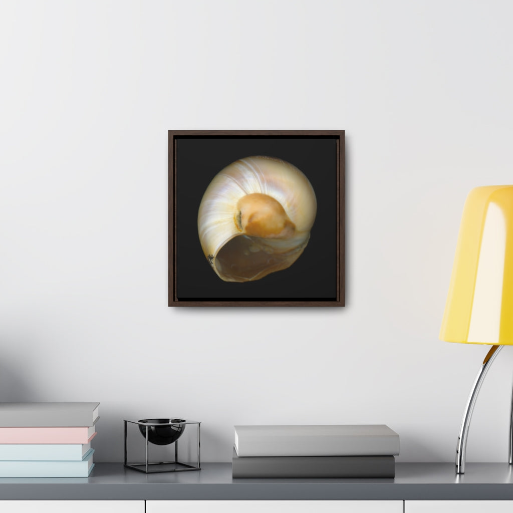 Moon Snail Shell Shark's Eye Umbilical | Framed Canvas | Black Background