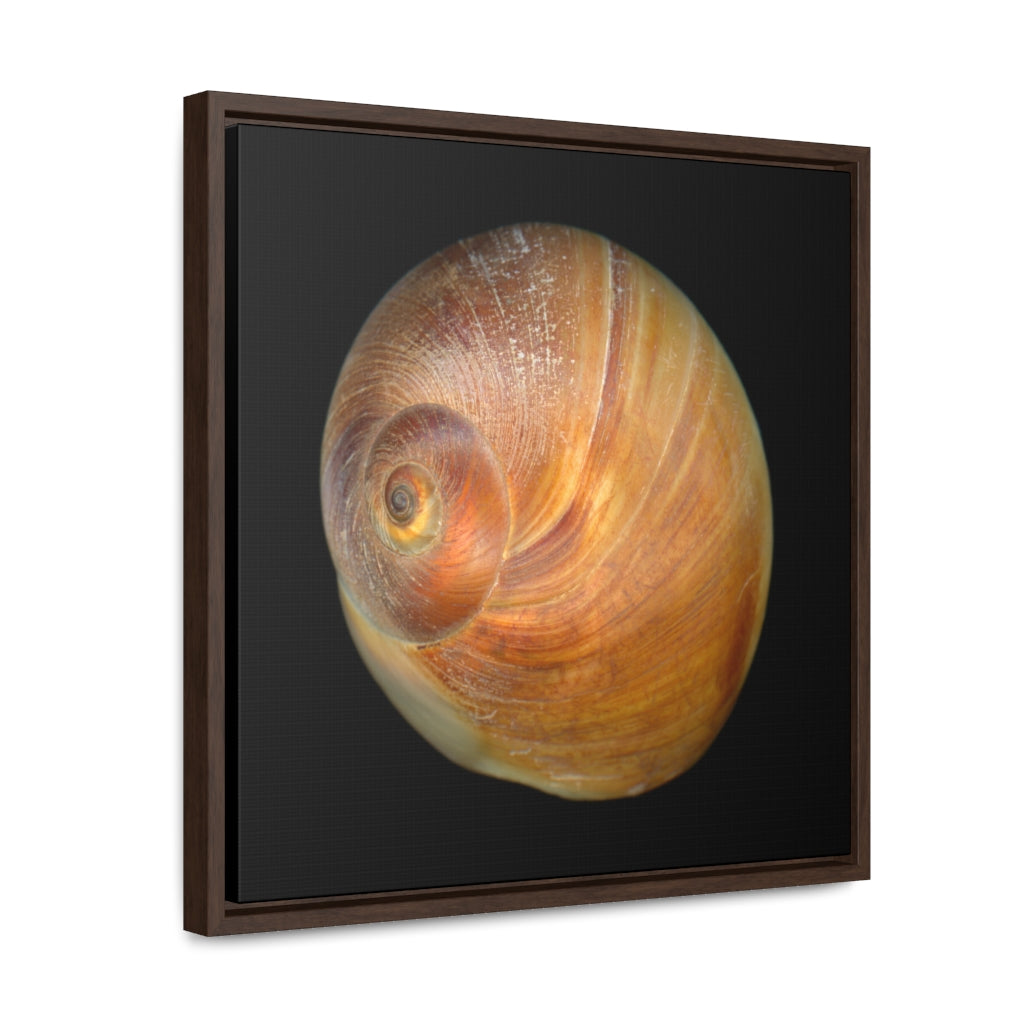 Moon Snail Shell Shark's Eye Apical | Framed Canvas | Black Background