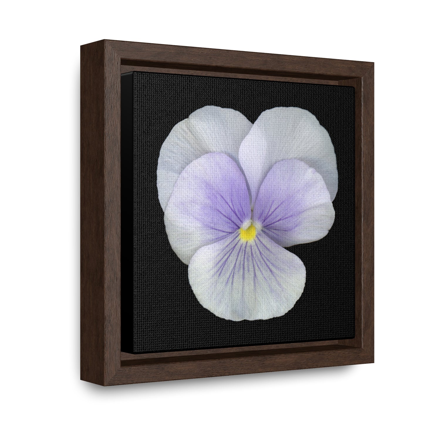 Pansy Viola Flower Lavender | Framed Canvas | Black Background