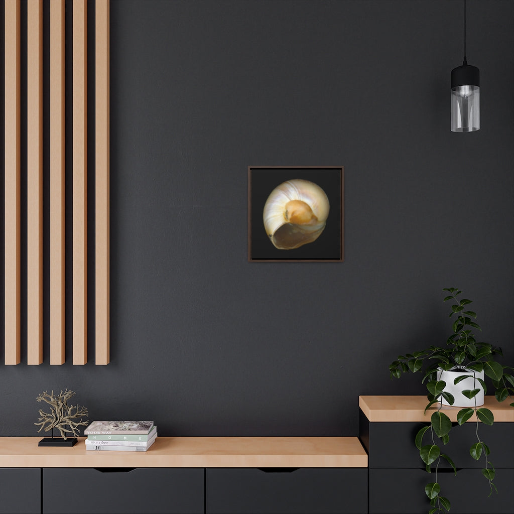 Moon Snail Shell Shark's Eye Umbilical | Framed Canvas | Black Background