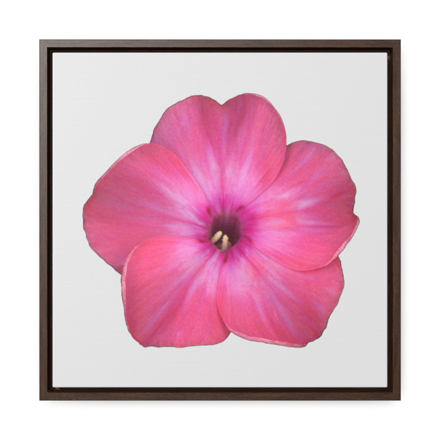 Phlox Flower Detail Pink | Framed Canvas | Silver Background