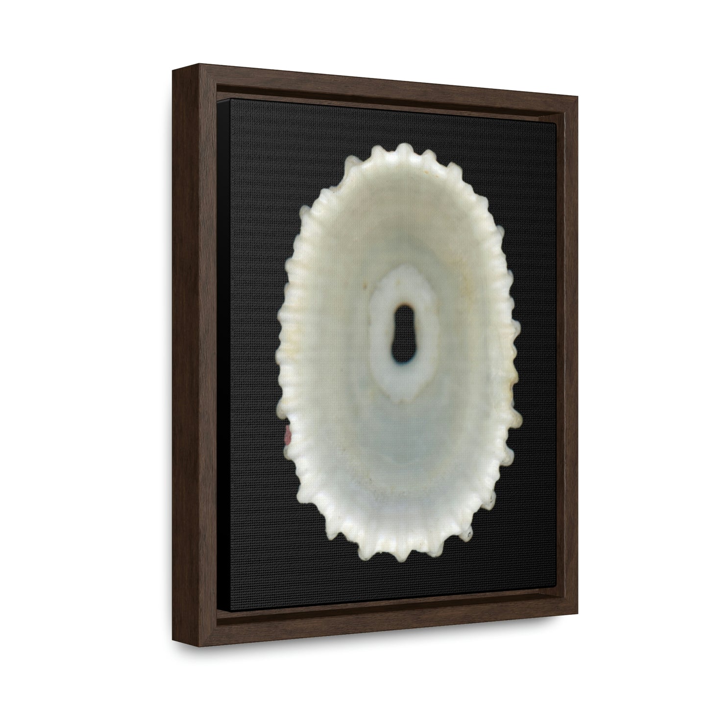 Keyhole Limpet Shell White Interior | Framed Canvas | Black Background