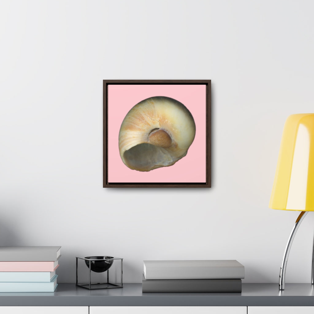 Moon Snail Shell Blue Umbilical | Framed Canvas | Pink Background