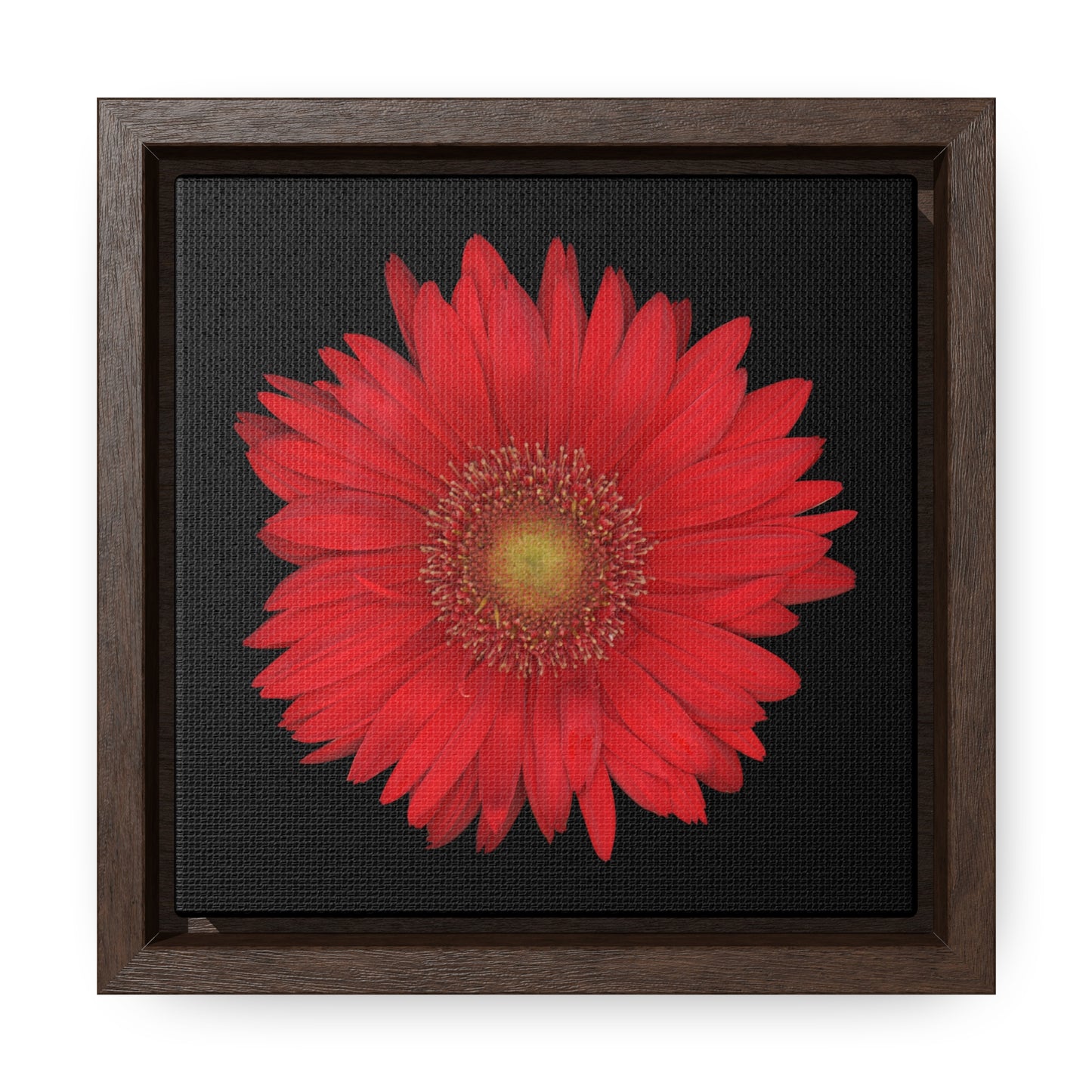 Gerbera Daisy Flower Red | Framed Canvas | Black Background