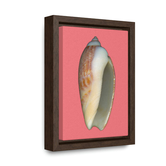 Olive Snail Shell Brown Apertural | Framed Canvas | Salmon Background