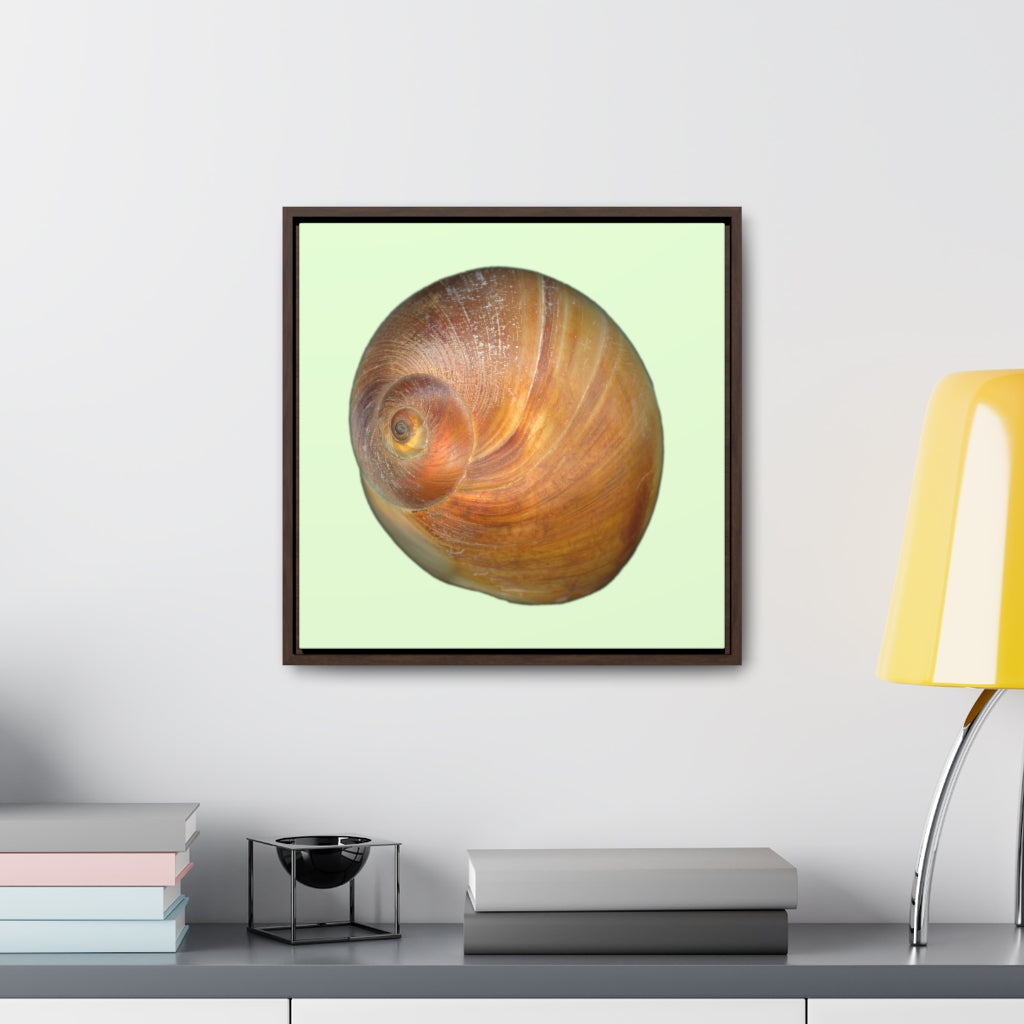 Moon Snail Shell Shark's Eye Apical | Framed Canvas | Sea Glass Background