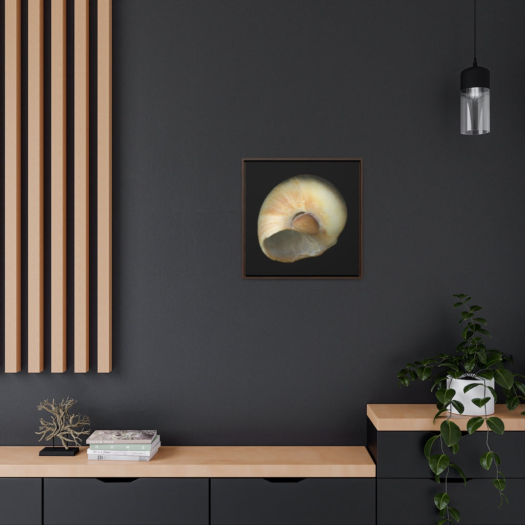 Moon Snail Shell Blue Umbilical | Framed Canvas | Black Background