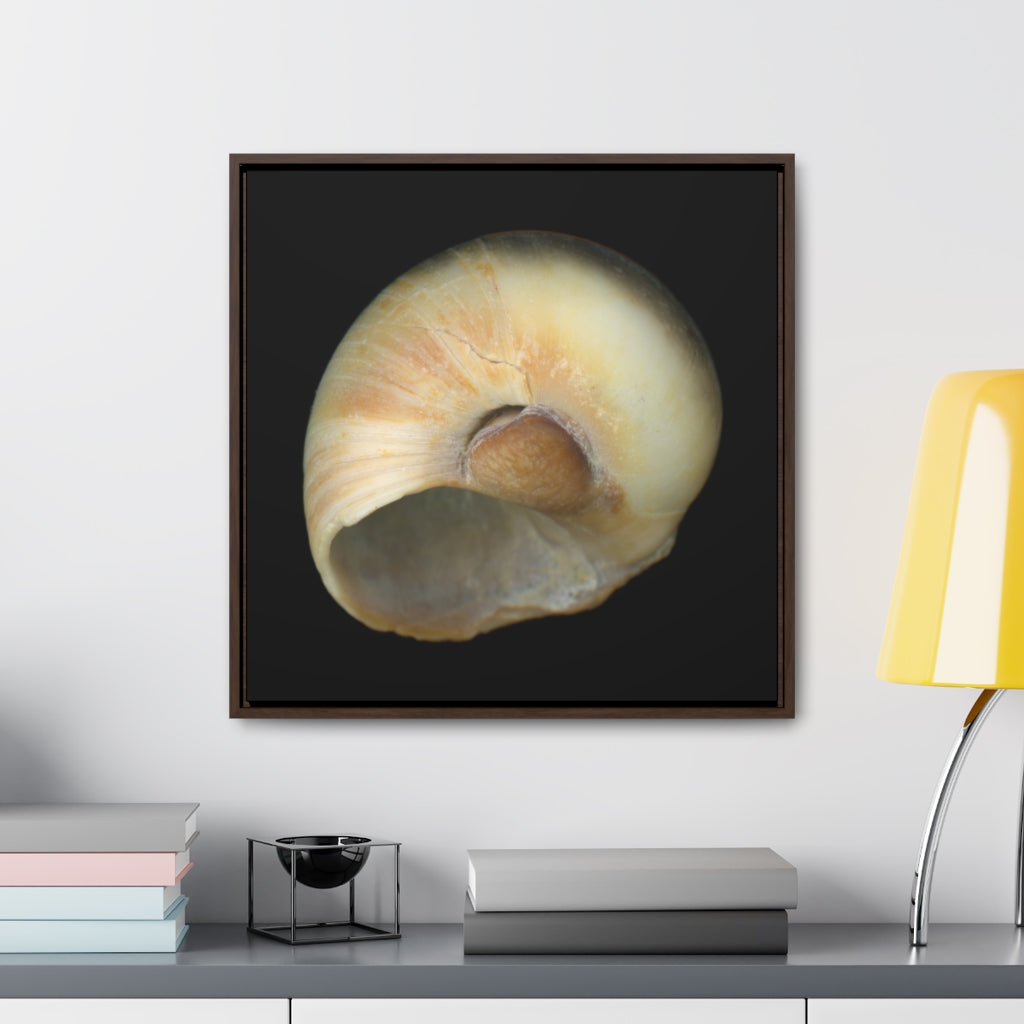 Moon Snail Shell Blue Umbilical | Framed Canvas | Black Background