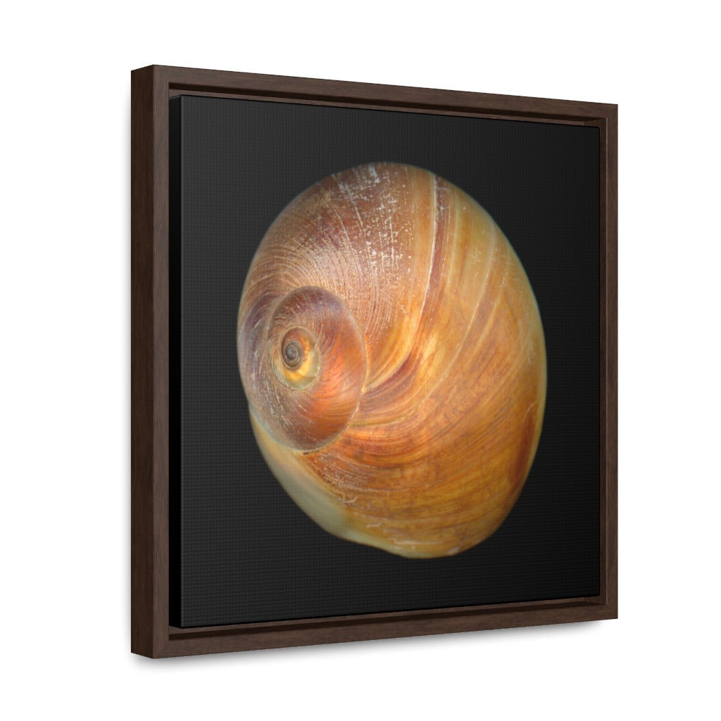 Moon Snail Shell Shark's Eye Apical | Framed Canvas | Black Background