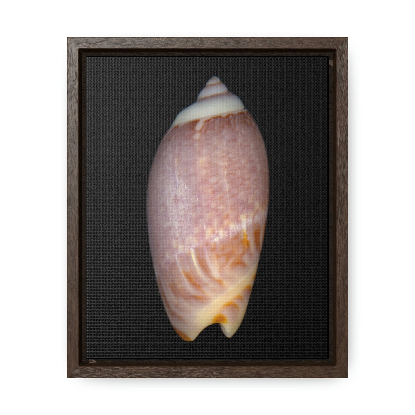 Olive Snail Shell Brown Dorsal | Framed Canvas | Black Background