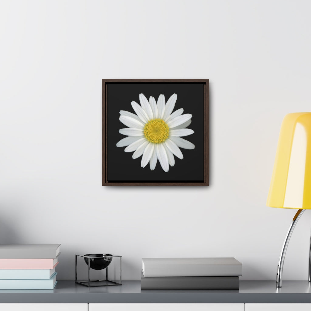 Shasta Daisy Flower White | Framed Canvas | Black Background