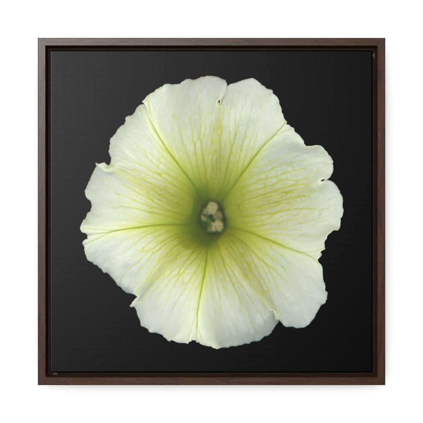 Petunia Flower Yellow-Green | Framed Canvas | Black Background