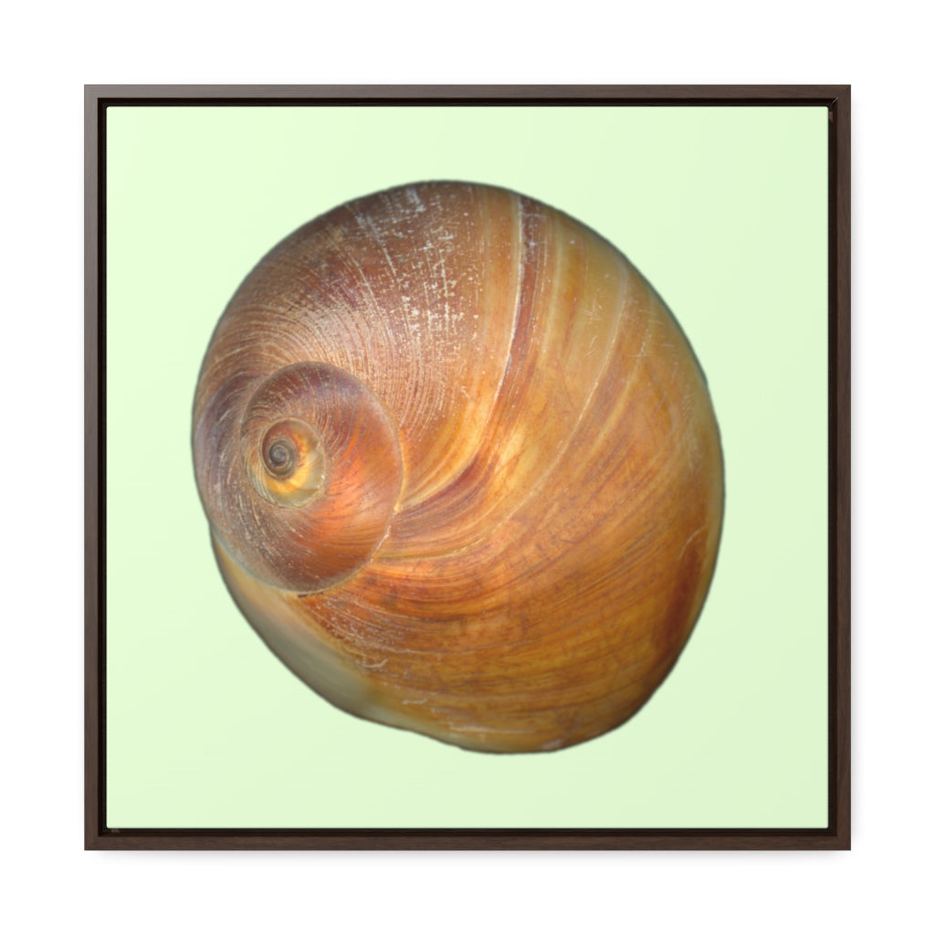 Moon Snail Shell Shark's Eye Apical | Framed Canvas | Sea Glass Background