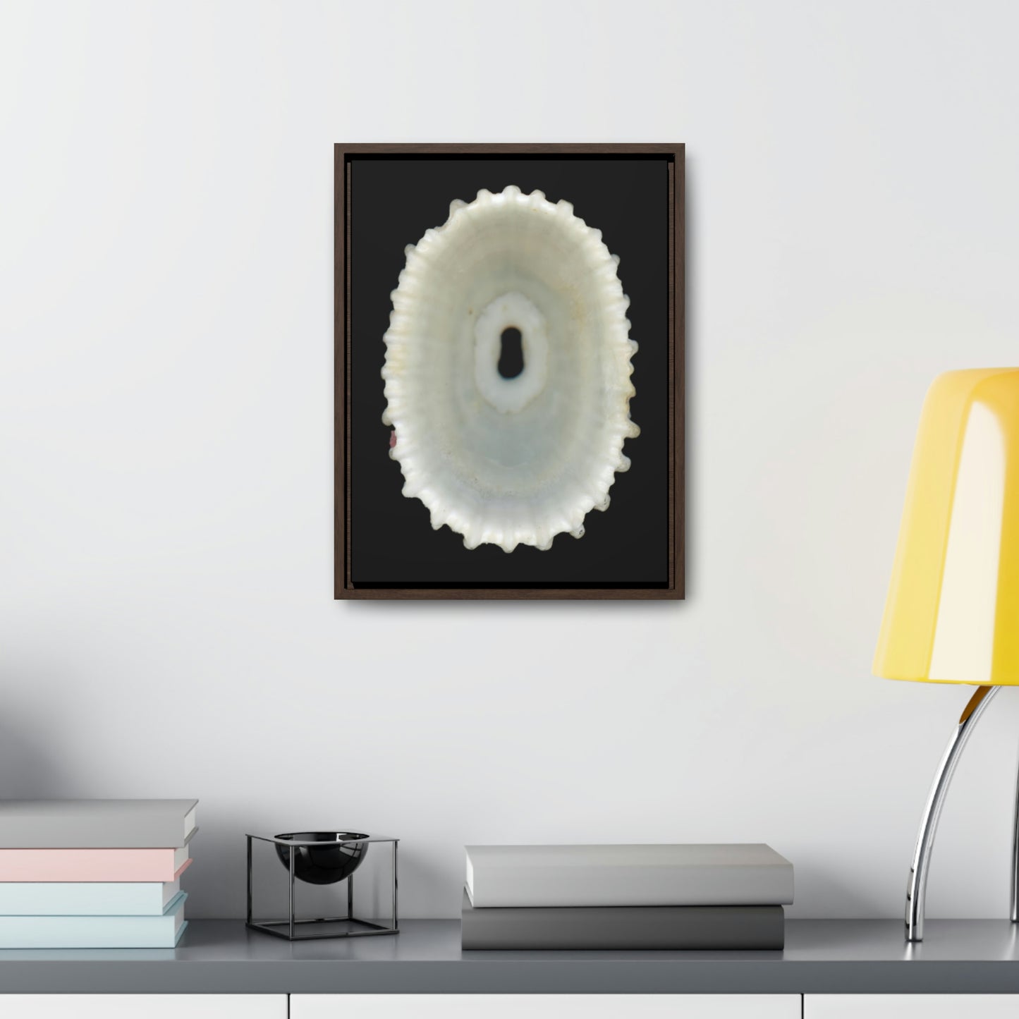 Keyhole Limpet Shell White Interior | Framed Canvas | Black Background