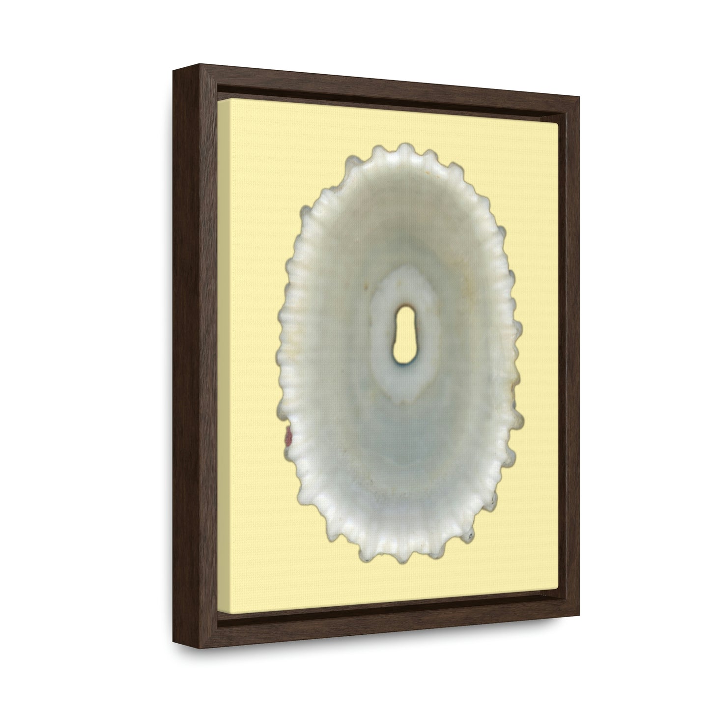 Keyhole Limpet Shell White Interior | Framed Canvas | Sunshine Background