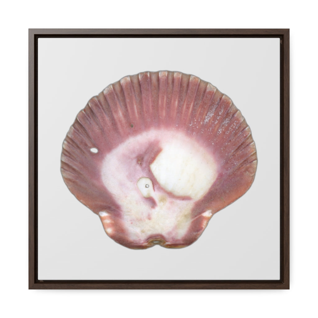 Scallop Shell Magenta Left Exterior | Framed Canvas | Silver Background