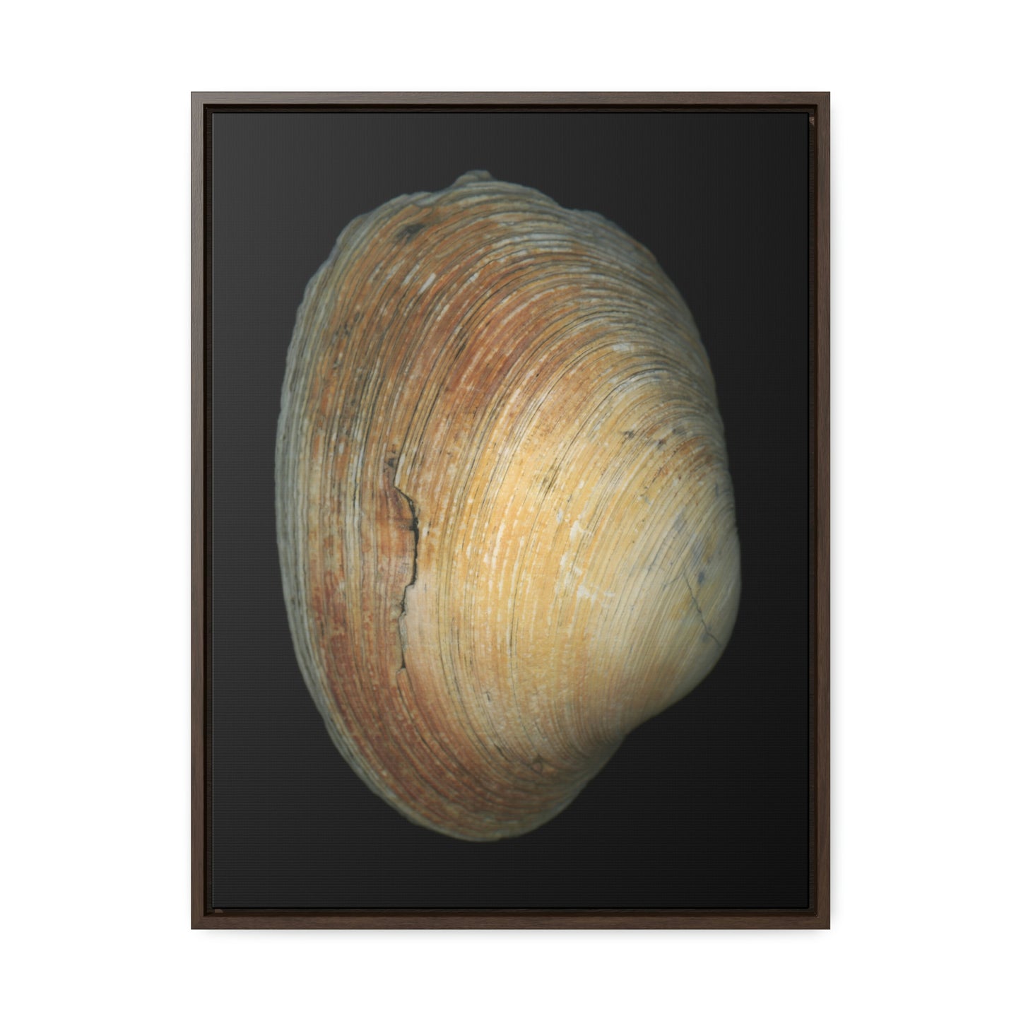 Quahog Clam Shell Purple Right Exterior | Framed Canvas | Black Background