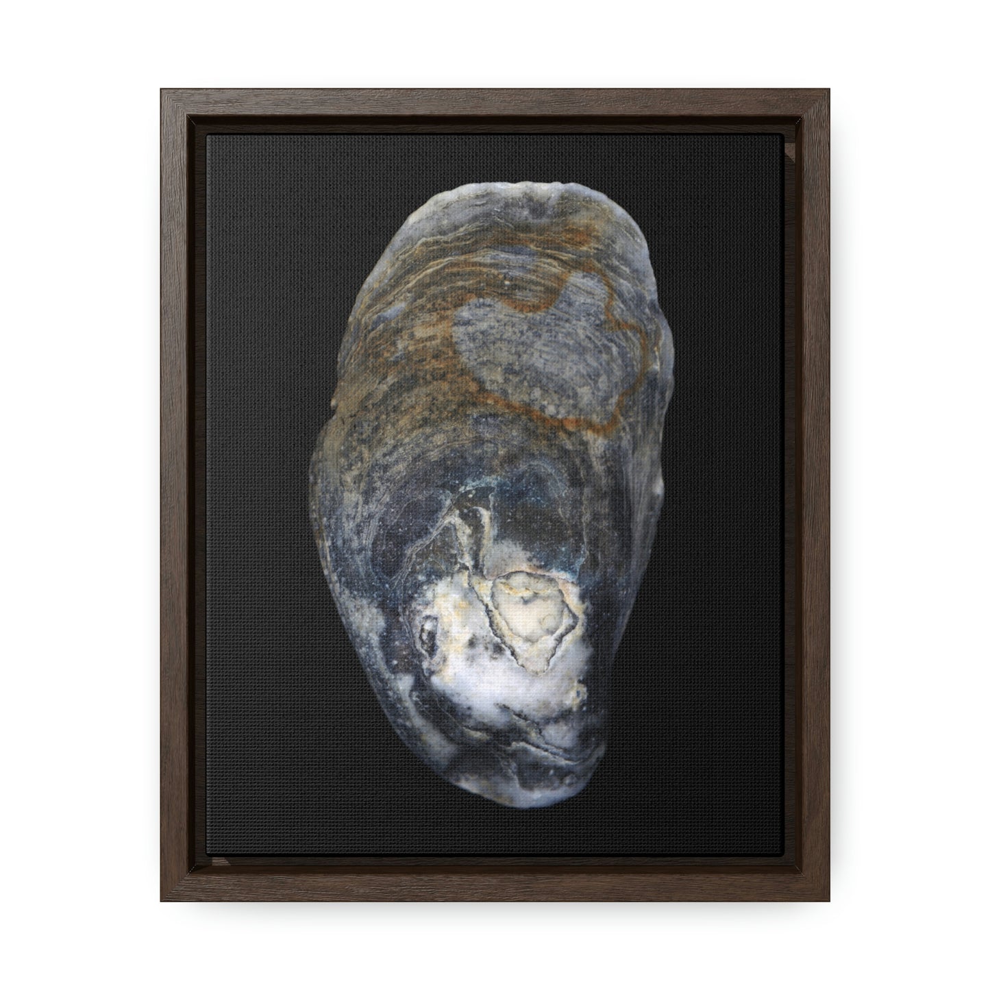 Oyster Shell Blue Right Exterior | Framed Canvas | Black Background