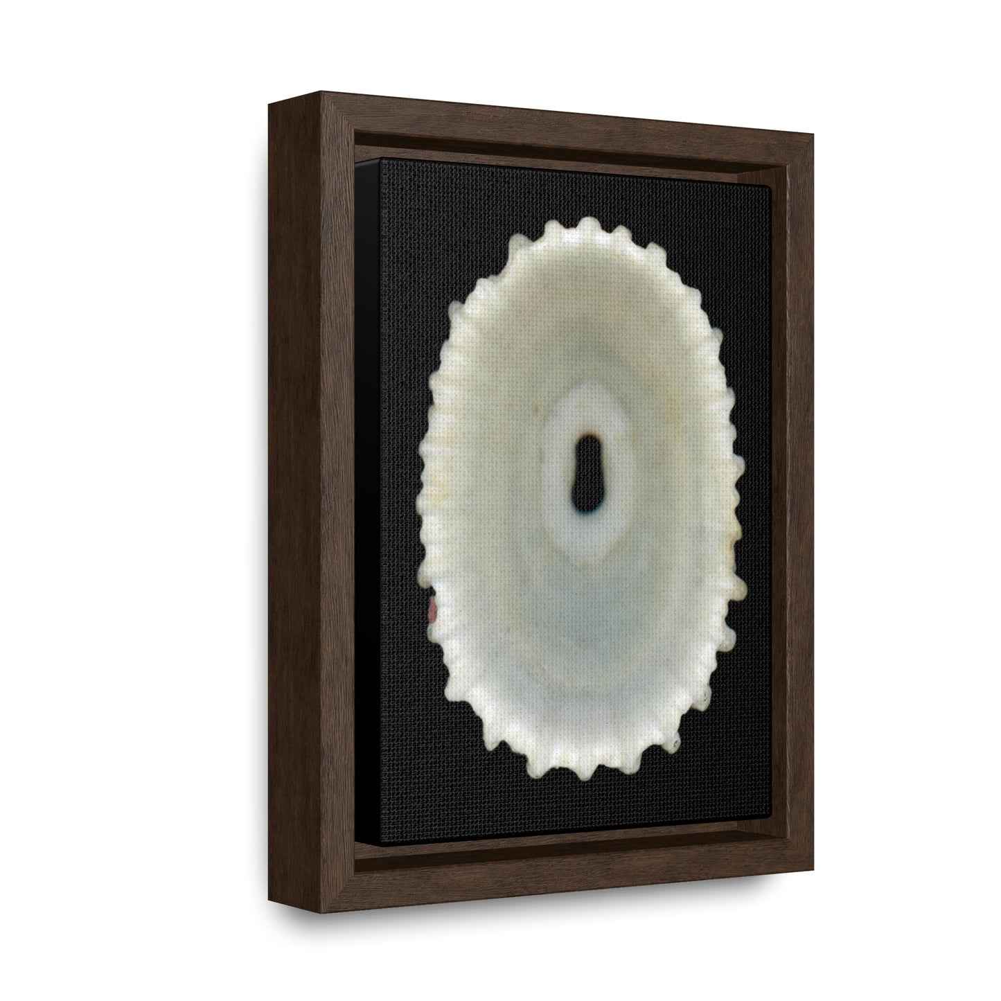 Keyhole Limpet Shell White Interior | Framed Canvas | Black Background