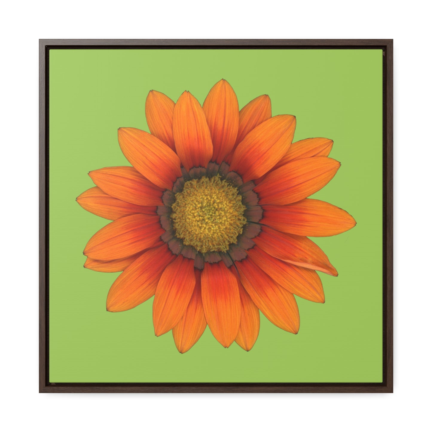 Gazania Flower Orange | Framed Canvas | Pistachio Green Background