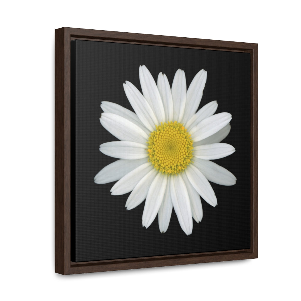 Shasta Daisy Flower White | Framed Canvas | Black Background