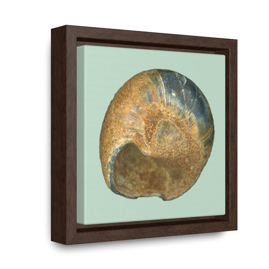 Moon Snail Shell Black & Rust Umbilical | Framed Canvas | Sage Background