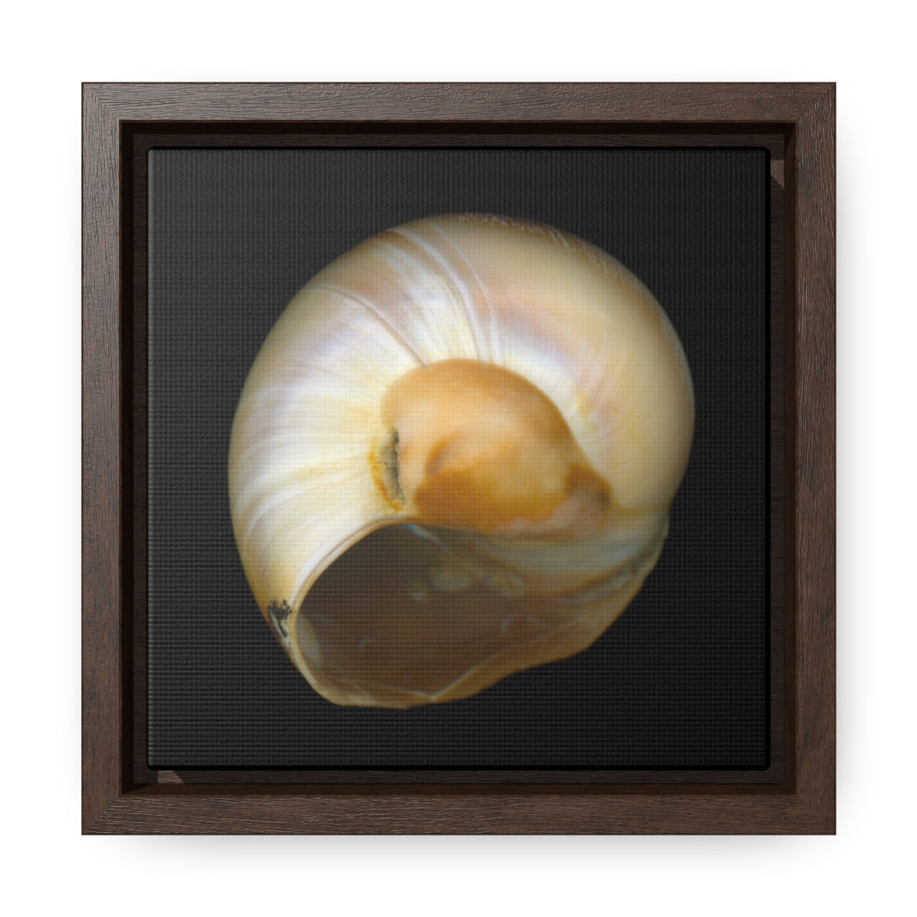 Moon Snail Shell Shark's Eye Umbilical | Framed Canvas | Black Background